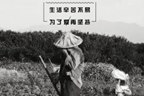 k8凯发一触即发人物 | 不经一番寒彻骨，怎得梅花扑鼻香